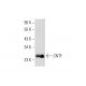 CNTF Antibody (F-12) - Western Blotting - Image 139519