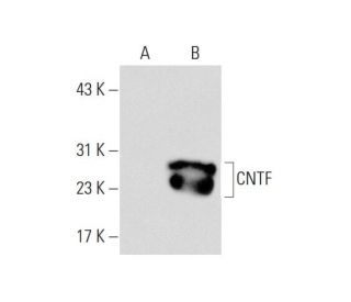 CNTF Antibody (G-7) - Western Blotting - Image 70435