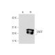 CNTF Antibody (G-7) - Western Blotting - Image 70435