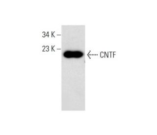 CNTF Antibody (H-8) - Western Blotting - Image 139520 