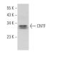 CNTF Antibody (H-8) - Western Blotting - Image 369784
