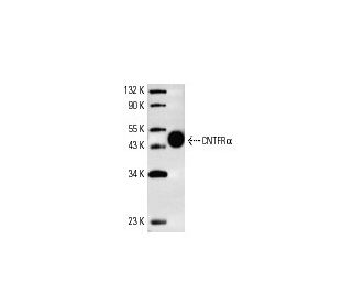 CNTFRα Antibody (AN-B2) - Western Blotting - Image 4383Each CRISPR/Cas9 Knockout (KO) Plasmid product consists of a pool of 3 plasmids designed to ensure identification and cleavage of a specific gene for maximum knockout efficiency. Each plasmid encodes a unique 20 nt sequence derived from the GeCKO (v2) library.
