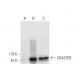COASTER Antibody (A-6) - Western Blotting - Image 294777