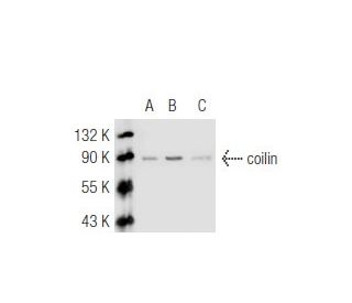 coilin Antibody (F-7) - Western Blotting - Image 46141 