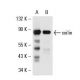 coilin Antibody (H1) - Western Blotting - Image 17755