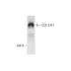 COL12A1 Antibody (A-11) - Western Blotting - Image 63006
