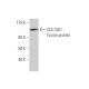 COL14A1 Antibody (1C8) - Western Blotting - Image 348873