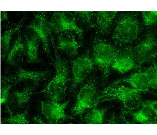 COL1A Antibody (COL-1) - Immunofluorescence - Image 145258