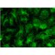 COL1A Antibody (COL-1) - Immunofluorescence - Image 145258