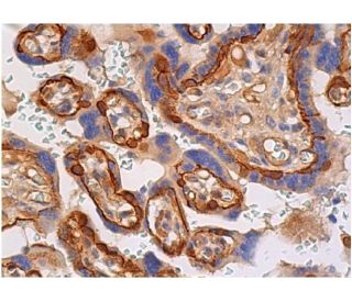 COL1A2 Antibody (E-6) - Immunohistochemistry - Image 361446 