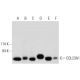 COL23A1 Antibody (C-10) - Western Blotting - Image 333420 