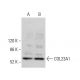 COL23A1 Antibody (C-10) - Western Blotting - Image 376121 
