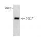 COL2A1 Antibody (M2139) - Western Blotting - Image 14010 