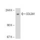 COL2A1 Antibody (M2139) - Western Blotting - Image 51726