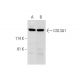 COL3A1 Antibody (C-6) - Western Blotting - Image 324804 