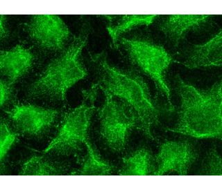 COL4A Antibody (COL-94) - Immunofluorescence - Image 145259