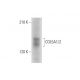 COL5A1/2 Antibody (6F206) - Western Blotting - Image 324617