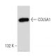 COL5A1 Antibody (H-12) - Western Blotting - Image 46159