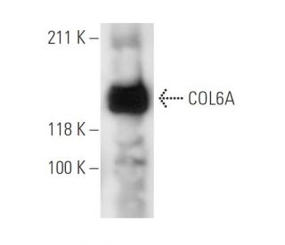 COL6A Antibody (3C4) - Western Blotting - Image 11660