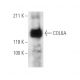 COL6A Antibody (3C4) - Western Blotting - Image 11660