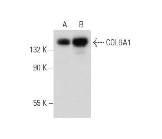 COL6A1 Antibody (F-8) - Western Blotting - Image 311973
