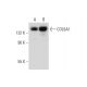 COL6A1 Antibody (F-8) - Western Blotting - Image 311973