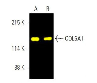 COL6A1 Antibody (B-4) - Western Blotting - Image 396478