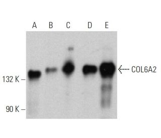 COL6A2 Antibody (B-7) - Western Blotting - Image 359956 