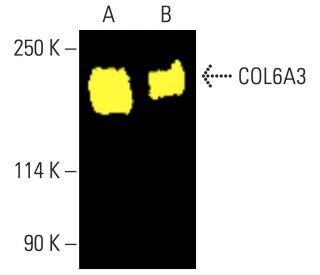 COL6A3 Antibody (A-5) - Western Blotting - Image 401734 
