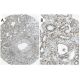 COL7A1 Antibody (4D2) - Immunohistochemistry - Image 37597