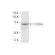 COL8A2 Antibody (1F4) - Western Blotting - Image 347544 