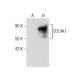 COL9A1 Antibody (H-7) - Western Blotting - Image 164109