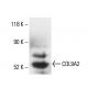 COL9A2 Antibody (H-8) - Western Blotting - Image 404609