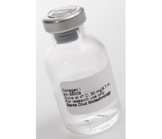 Collagen I: sc-29009...