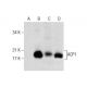 ACP1 Antibody (D-3) - Western Blotting - Image 286862