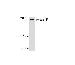 pan CEA Antibody (H-8) - Western Blotting - Image 31295 