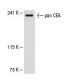 pan CEA Antibody (H-8) - Western Blotting - Image 31295 