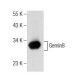 Gemin8 Antibody (B-6) - Western Blotting - Image 155806