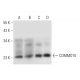 COMMD10 Antibody (F-4) - Western Blotting - Image 308454 