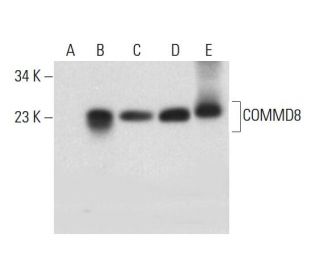 COMMD8 Antibody (D-7) - Western Blotting - Image 317980 