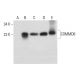 COMMD8 Antibody (D-7) - Western Blotting - Image 317980 