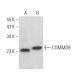 COMMD8 Antibody (D-7) - Western Blotting - Image 372839