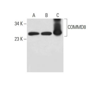 COMMD8 Antibody (F-1) - Western Blotting - Image 317981 