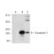 Complexin-1/2 Antibody (B-9) - Western Blotting - Image 318413