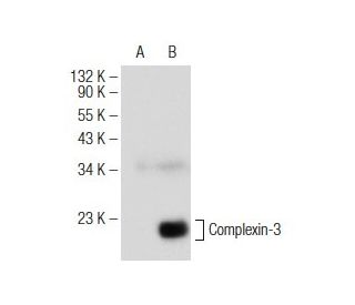 Complexin-3 Antibody (A-9) - Western Blotting - Image 146365