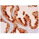 Complexin-3 Antibody (C-8) - Immunohistochemistry - Image 310439 