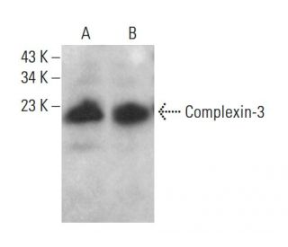 Complexin-3 Antibody (C-8) - Western Blotting - Image 376263 