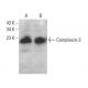 Complexin-3 Antibody (C-8) - Western Blotting - Image 376263 
