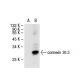 connexin 30.3 Antibody (F6) - Western Blotting - Image 31154