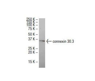connexin 30.3 Antibody (F6) - Western Blotting - Image 33453 